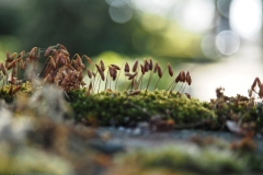 mos#(20240513) mossen