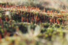 mos#(20201205) mossen