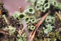 mos#(20201219)b mossen