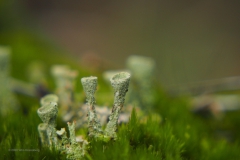 mos#(20201219)d mossen