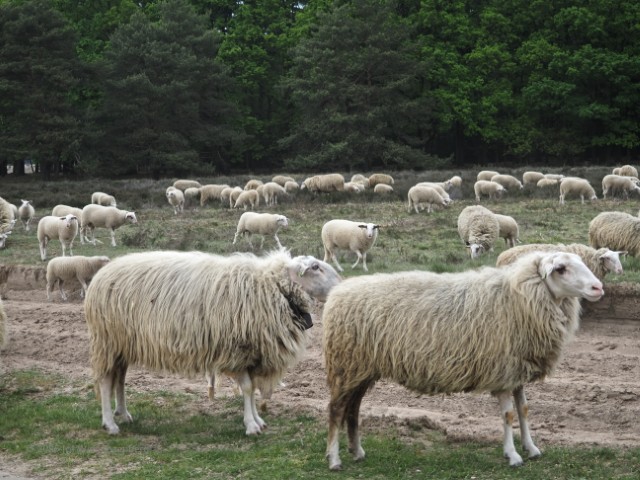 #005 2026 mooiste mei