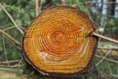 #002 2026 mooiste februari