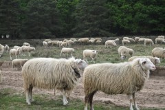 #005 2026 mooiste mei