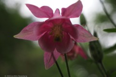 #006 2026 mooiste juni