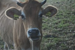 #008 2025 mooiste augustus