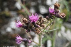 noorwegen nod_03#(20260827)e noorwegen