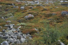 noorwegen nod_07#(20260831)d noorwegen