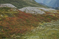 noorwegen nod_07#(20260831)i noorwegen