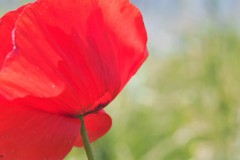 klaproos#(20180517) rozen