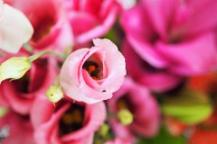 roos#(20180325)aa rozen