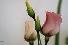 roos#(20180325)a rozen