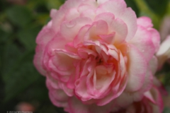 roos#(20220529)b rozen