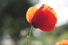 klaproos#(20240529)d rozen