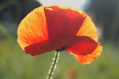 klaproos#(20240529)e rozen