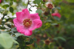 roos#(20220529)e rozen