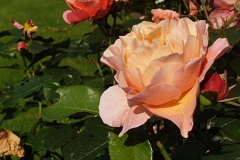 roos#(20240607)b rozen