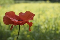 klaproos#(20190606) rozen