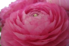 pioenroos#(20130526) rozen