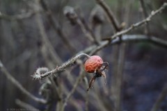 rozenbottel#(20260119) rozen