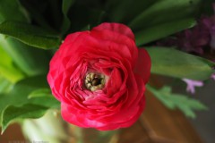 roos#(20260204)a rozen