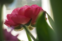 roos#(20260204)c rozen