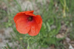 klaproos#(20250505) rozen