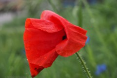 klaproos#(20260513) rozen