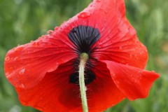klaproos#(20260513) rozen