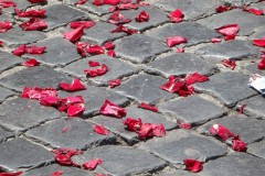 roos#(20160515) rozen