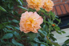 roos#(20250516)a rozen