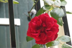 roos#(20250516)b rozen