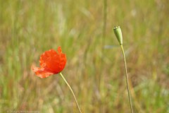 klaproos#(20260518) rozen