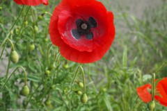 klaproos#(20260519)a rozen