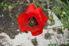 klaproos#(20260519)b rozen