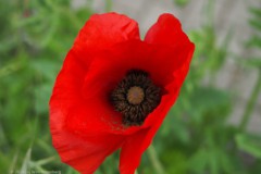 klaproos#(20260519)a rozen