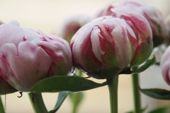 pioenroos#(20180528) rozen