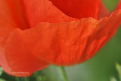 klaproos#(20250531)ba rozen