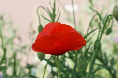klaproos#(20250531)a rozen