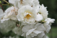 roos#(20260602) rozen