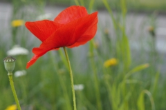 klaproos#(20160604) rozen