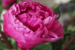 pioenroos#(20250607)b rozen