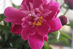 pioenroos#(20250607)a rozen