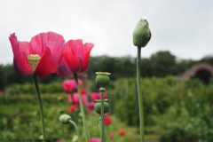 klaproos#(20260617)a rozen