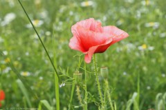 klaproos#(20250628) rozen