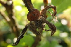 rozenbottel#(20150702) rozen