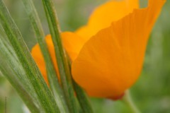 klaproos#(20140704) rozen