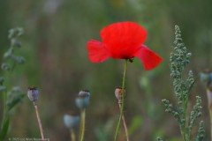 klaproos#(20250827) rozen