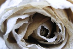 roos#(20090322) rozen