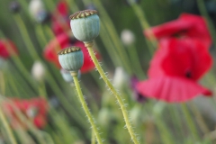 klaproos#(20160607) rozen