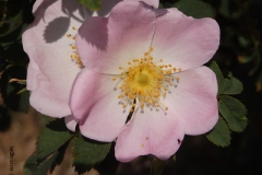 roos#(20150701) rozen